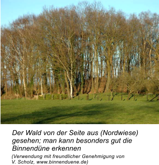 Der Wald von der Seite aus (Nordwiese) gesehen; man kann besonders gut die Binnendne erkennen (Verwendung mit freundlicher Genehmigung von  V. Scholz, www.binnenduene.de)