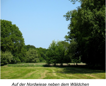 Auf der Nordwiese neben dem Wldchen