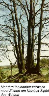 Mehrere ineinander verwach- sene Eichen am Nordost-Zipfel des Waldes