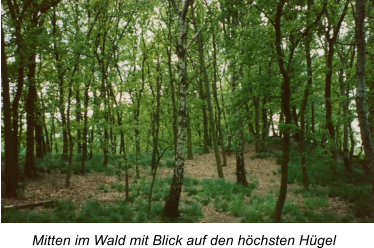 Mitten im Wald mit Blick auf den hchsten Hgel